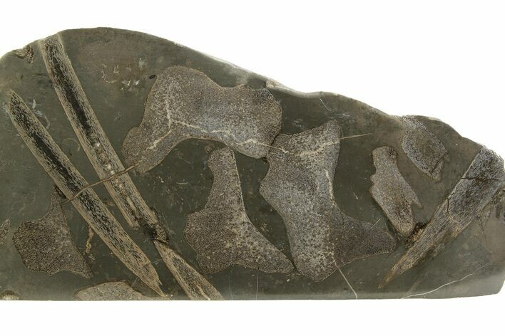 Fossil Ichthyosaur Bones In Cross-Section - England #351240